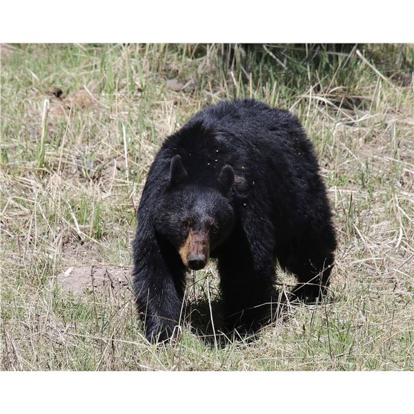 Trophy Utah Black Bear, Limited-Entry, Multi-season, Plateau Fishlake/Thousand Lakes Unit