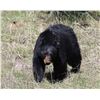Image 1 : Trophy Utah Black Bear, Limited-Entry, Multi-season, Plateau Fishlake/Thousand Lakes Unit