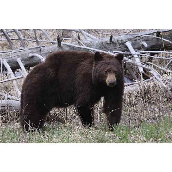 Trophy Utah Black Bear, Limited-Entry, Multi-Season, San Juan Unit