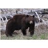Image 1 : Trophy Utah Black Bear, Limited-Entry, Multi-Season, San Juan Unit