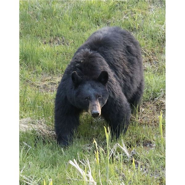 Trophy Utah Black Bear, Limited-Entry, Multi-Season, South Slope/Bonanza/Diamond Mtn/Vernal Unit