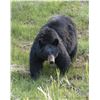 Image 1 : Trophy Utah Black Bear, Limited-Entry, Multi-Season, South Slope/Bonanza/Diamond Mtn/Vernal Unit