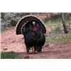 Image 1 : Utah Spring Bearded Turkey - Multi-Season - Central Region