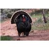 Image 1 : Utah Spring Bearded Turkey - Multi-Season - Northern Region