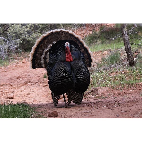 Utah Spring Bearded Turkey - Multi-Season - Southeastern Region