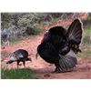 Image 2 : Utah Spring Bearded Turkey - Multi-Season - Southern Region