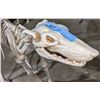 Image 2 : Dog skeleton - 22" H x  32" L | 5lb