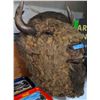 Image 1 : Buffalo head used in The Show Supernatural - 32" H