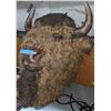 Image 3 : Buffalo head used in The Show Supernatural - 32" H