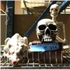 Image 1 : Sitting skeleton and rat decor