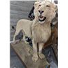 Image 1 : LION Full size lion mount approx 6.5ft length x 5.5ft height