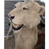 Image 2 : LION Full size lion mount approx 6.5ft length x 5.5ft height