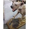 Image 2 : Full size hyena mount approx 5ft length x 3.5ft height