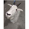 Image 2 : Mountain goat shoulder mount - 18" H x 20" Depth
