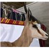 Image 2 : Full size impala approx. 46" height x 35"Width