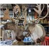 Image 2 : 2 Caribou shoulder mounts on a stand approx. 85"Height x 50" width (Grade A) - Cost $6000 just to mo