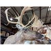 Image 3 : 2 Caribou shoulder mounts on a stand approx. 85"Height x 50" width (Grade A) - Cost $6000 just to mo