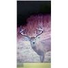 Image 7 : KANSAS WHITETAIL DEER BOW HUNT FOR ONE