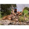Image 4 : Whitetail Deer and Exotics in Texas-L& L Adventures
