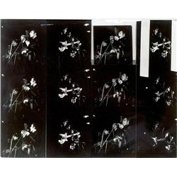 The Beatles Contact Sheet by Jurgen Vollmer