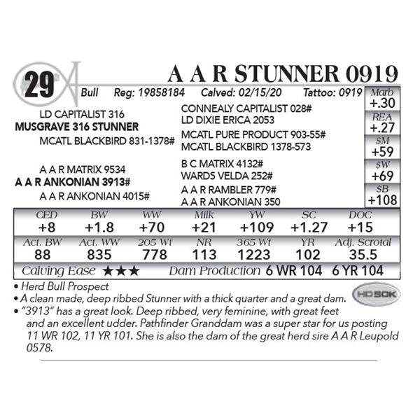 A A R Stunner 0919