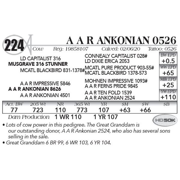 A A R Ankonian 0526