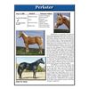 Image 1 : 2 matings to Perkster