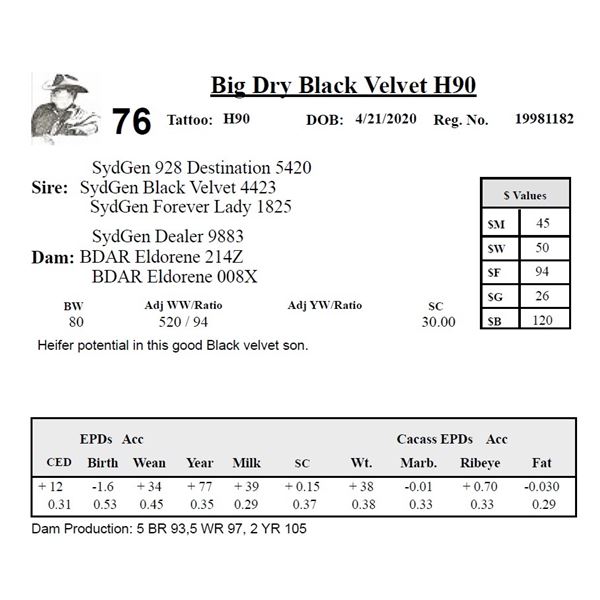 Big Dry Black Velvet H90
