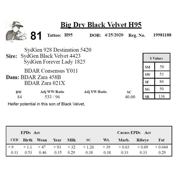 Big Dry Black Velvet H95