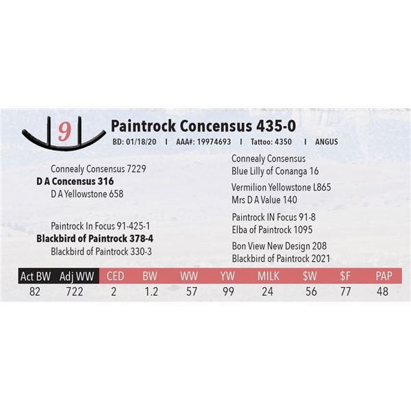 Paintrock Concensus 435-0