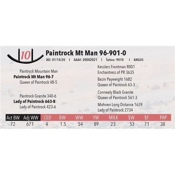 Paintrock Mt Man 96-901-0