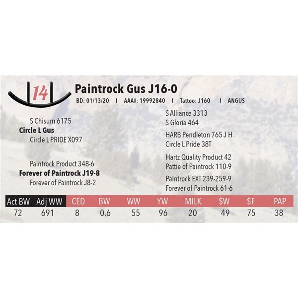 Paintrock Gus J16-0