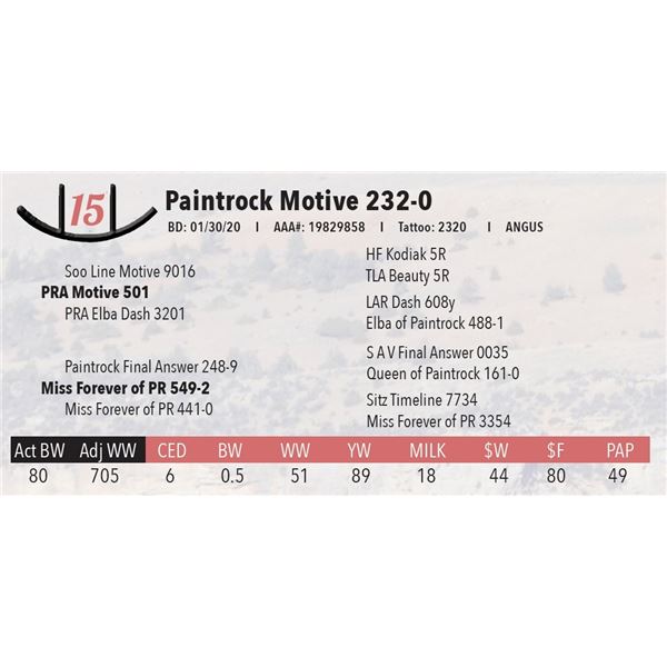 Paintrock Motive 232-0