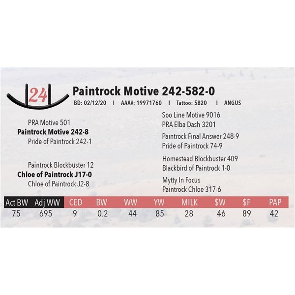 Paintrock Motive 242-582-0