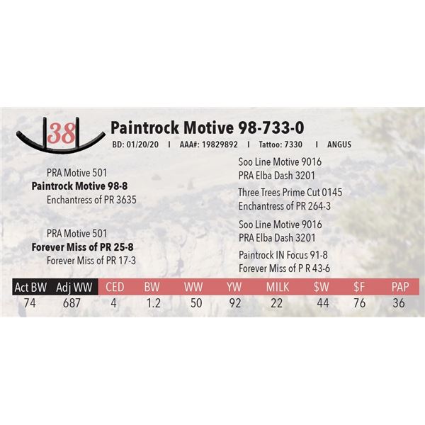 Paintrock Motive 98-733-0