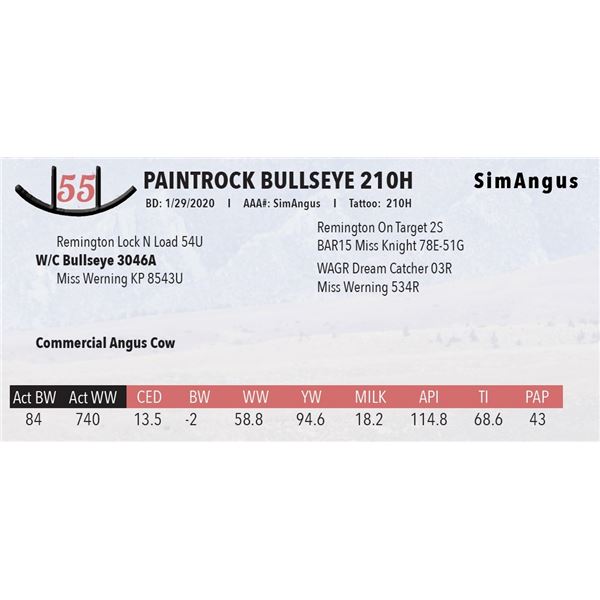 PAINTROCK BULLSEYE 210H