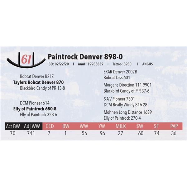 Paintrock Denver 898-0