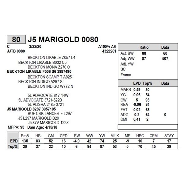 J5 MARIGOLD 0080