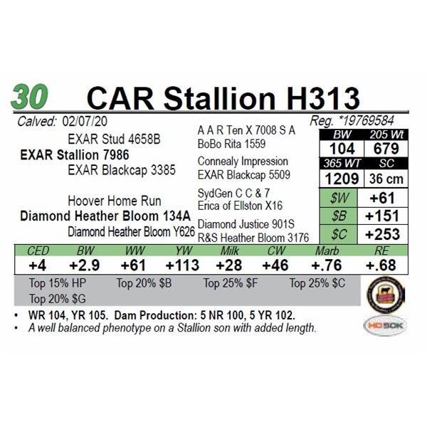 CAR Stallion H313