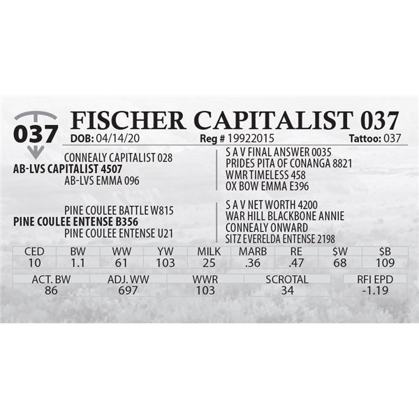 FISCHER CAPITALIST 037