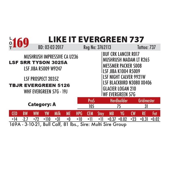 LIKE IT EVERGREEN 737