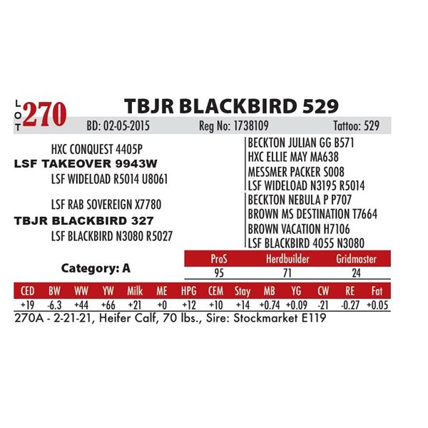 TBJR BLACKBIRD 529