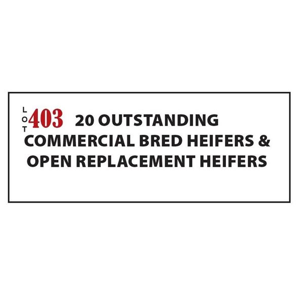 Commercial Open Heifers