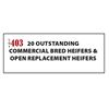Image 1 : Commercial Open Heifers