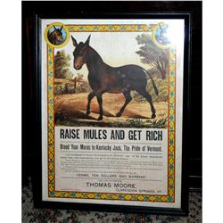 Framed Adv. - Raise Mules & Get Rich