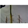 Image 9 : Model ship