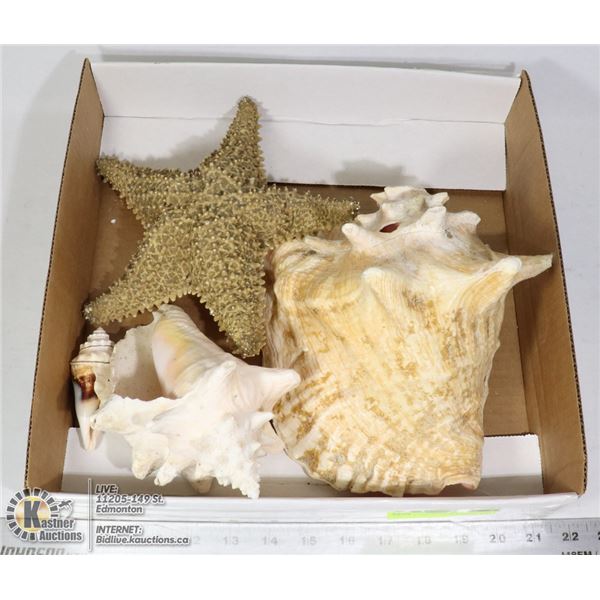 FLAT OF ASSORTED SEA DWELLING ITEMS