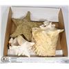 Image 1 : FLAT OF ASSORTED SEA DWELLING ITEMS