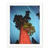 Image 1 : Robert Sheer, "General Grant Giant Sequoia" Limited Edition Single Exposure Phot