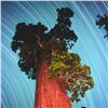 Image 2 : Robert Sheer, "General Grant Giant Sequoia" Limited Edition Single Exposure Phot